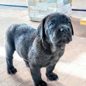 Meet your Posher, The black